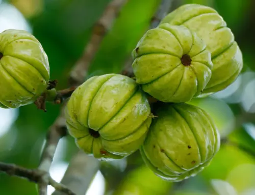 What Does Garcinia Cambogia Do for the Body? A Closer Look