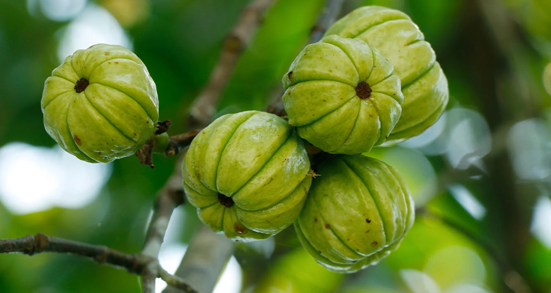 What Does Garcinia Cambogia Do for the Body? A Closer Look
