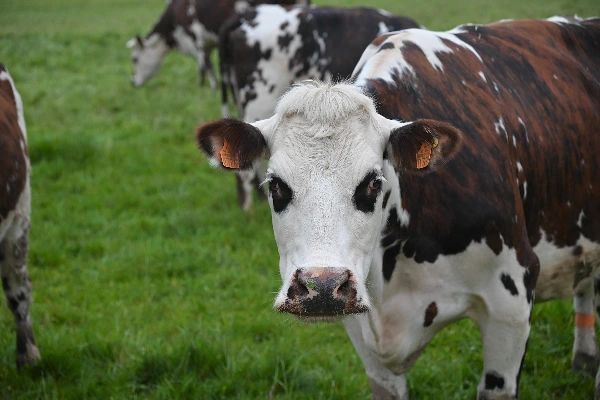 A picturesque scene featuring a cow peacefully grazing in a verdant grassy field. This image is used in the post titled 'Unpacking the Benefits of Bovine Collagen' by PatchMD - Vitamin Patches and Supplements. While not directly related to bovine collagen, the image symbolically represents the source of bovine collagen. It serves as a visual metaphor, alluding to the natural origins of bovine collagen and its connection to the post's topic. The photograph invites readers to explore the potential benefits associated with bovine collagen supplementation and its relationship to the serene nature of its source.