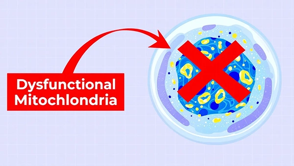 A representation of mitochondrial dysfunction in cells.