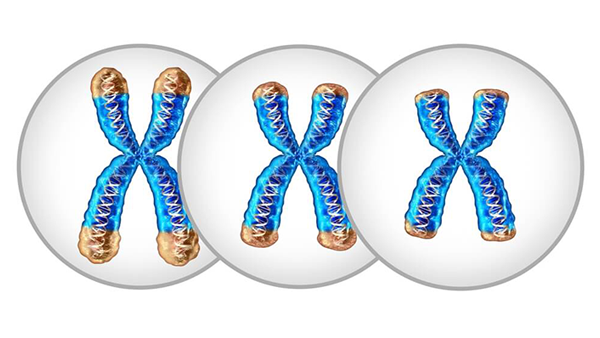 Understanding Telomeres: Your Body's Aging Clock