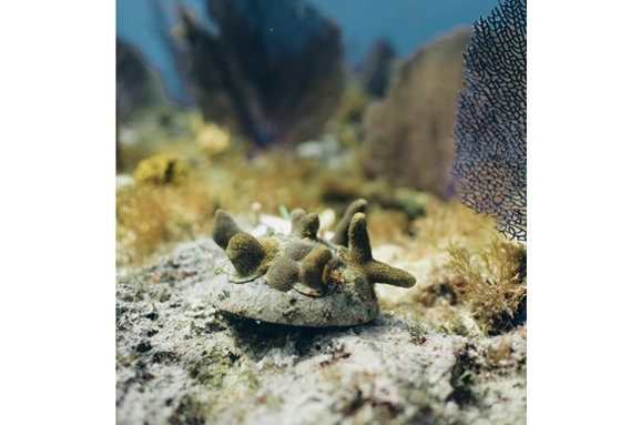 2. Coral Vita: Adopt a Coral